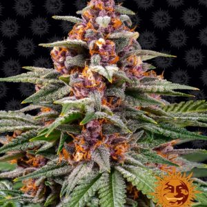 Runtz Auto Feminised Seeds