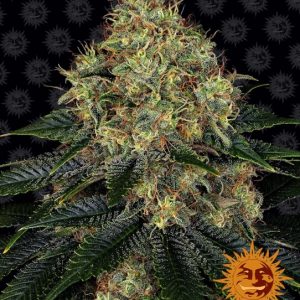 Skywalker OG Auto Feminised Seeds