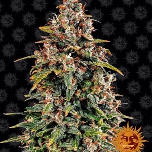 Watermelon Zkittlez Auto Feminised Seeds