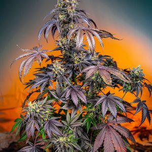 Red Gorilla Girl XL Auto Feminised Seeds