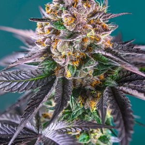 Red Strawberry Banana Auto Feminised Seeds