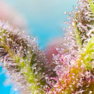 Purple Punch OG Feminised Seeds