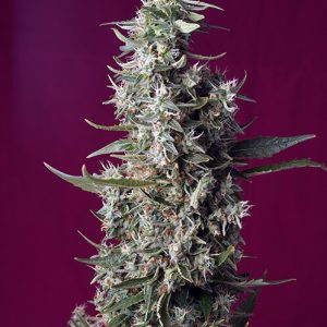 Sweet Cherry Pie Feminised Seeds