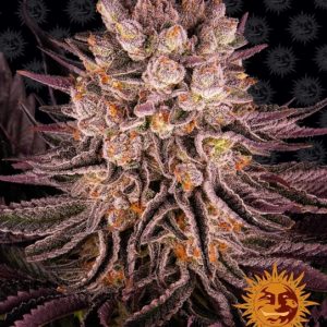 Mimosa x Orange Punch Feminised Seeds