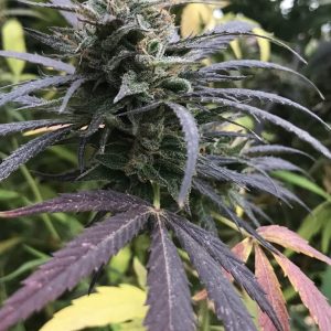 Blue Dream FAST Feminised Seeds  - Bulk 100