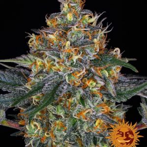 Moby Dick Auto Feminised Seeds