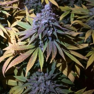 Grandaddy Purple FAST Feminised Seeds  - Bulk 100