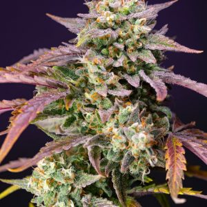 Purple Punch OG XL Auto Feminised Seeds