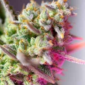 Sweet Mimosa XL Auto Feminised Seeds