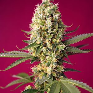 Skywalker OG Runtz XL Auto Feminised Seeds