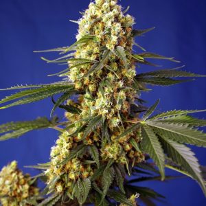 Strawberry Banana Gelato XL Auto Feminised Seeds