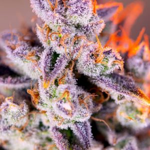 Tropicanna Poison XL Auto Feminised Seeds