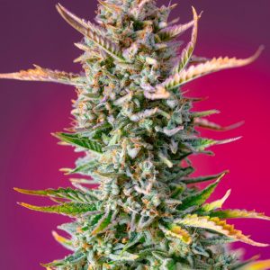 Gorilla Sherbet F1 FAST Feminised Seeds