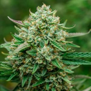 Froot by the Foot Auto Feminized Seeds
