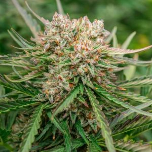 GMO OG Auto Feminized Seeds