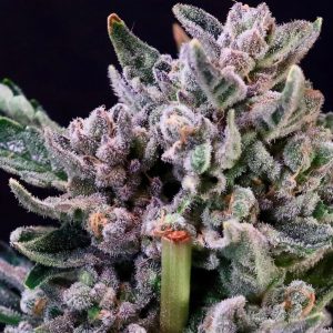 Gelato 41 Feminized Seeds