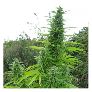 Do-Si-Dos Auto Feminised Seeds  - Bulk 100