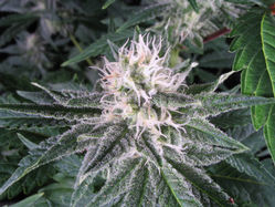 Zkittlez Auto Feminised Seeds  - Bulk 100