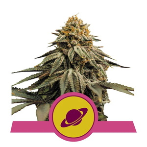 Royal Skywalker Feminised Seeds