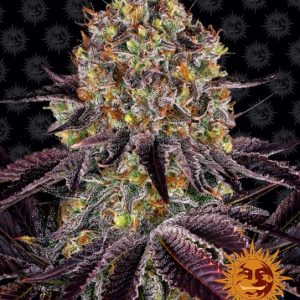 Runtz x Layer Cake Feminised Seeds