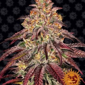 Mimosa x Orange Punch Auto Feminised Seeds