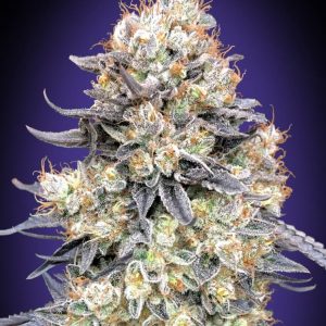 Purple Punch Auto Feminised Seeds