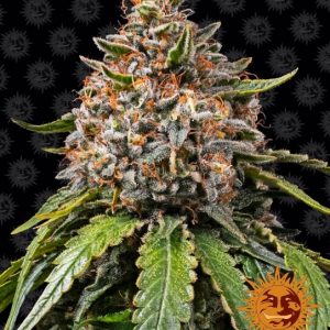 White Widow XXL Feminised Seeds