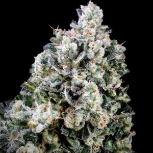 Papaya Bomb x Cotton Candy FAST Feminised Seeds