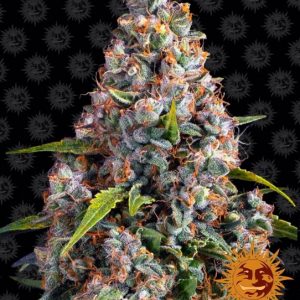 Strawberry Cheesecake Auto Feminised Seeds