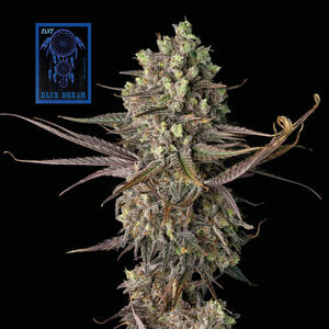Blue Dream Fast Feminised Seeds