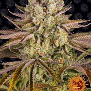 Pineapple Express Feminised Seeds