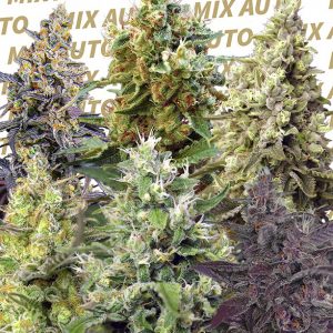 Sweet Mix Auto Feminised Seeds