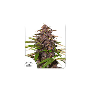 Forbidden Cherry Auto Feminised Seeds