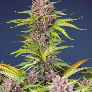 Mimosa Bruce Banner XL Auto Feminised Seeds