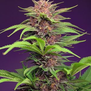 Red Mimosa XL Auto Feminised Seeds