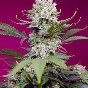 Sweet Mandarine Zkittlez XL Auto Feminised Seeds