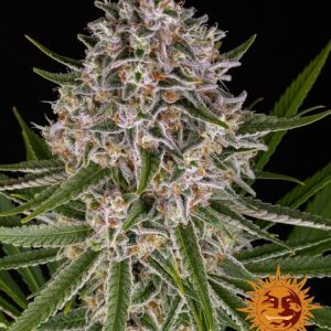 Lemon Haze Auto Feminised Seeds -