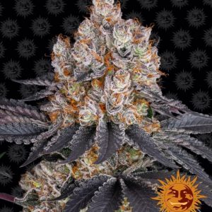 Gelato Feminised Seeds
