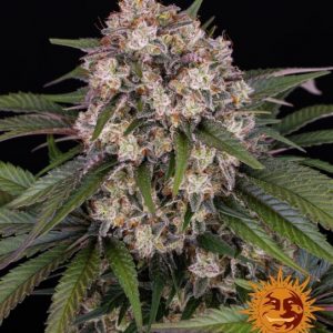 OG Kush Auto Feminised Seeds
