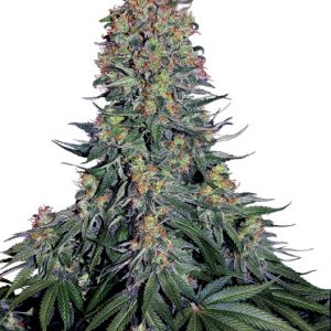 Blue Skunk Feminised Seeds