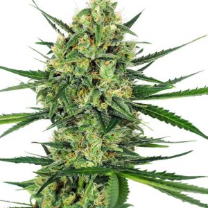 Tangerine Sugar Feminised Seeds