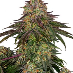 Sweet Cherry Kush Feminised Seeds