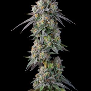 Gastro Pop S1 Feminised Seeds