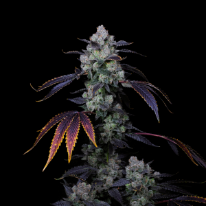 Perzimmon Feminised Seeds