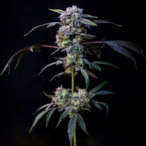 Banana Cream Pop Feminised Seeds