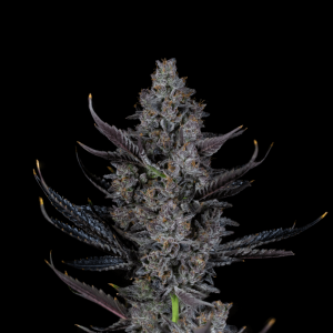 Bling Blaow Feminised Seeds