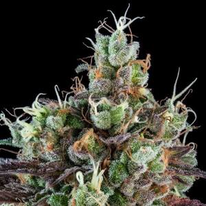 Sour Ripper Auto Feminised Seeds