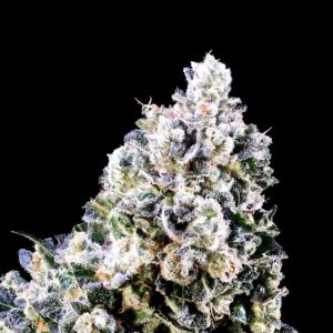Laundry Shaman Feminized Seeds