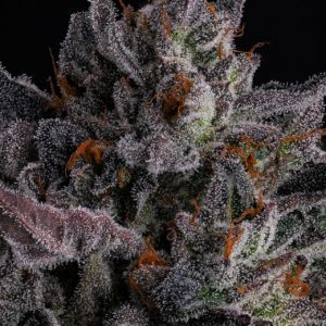 Polar Pop Feminised Seeds