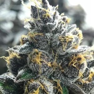 Divorce Cake Feminized Seeds